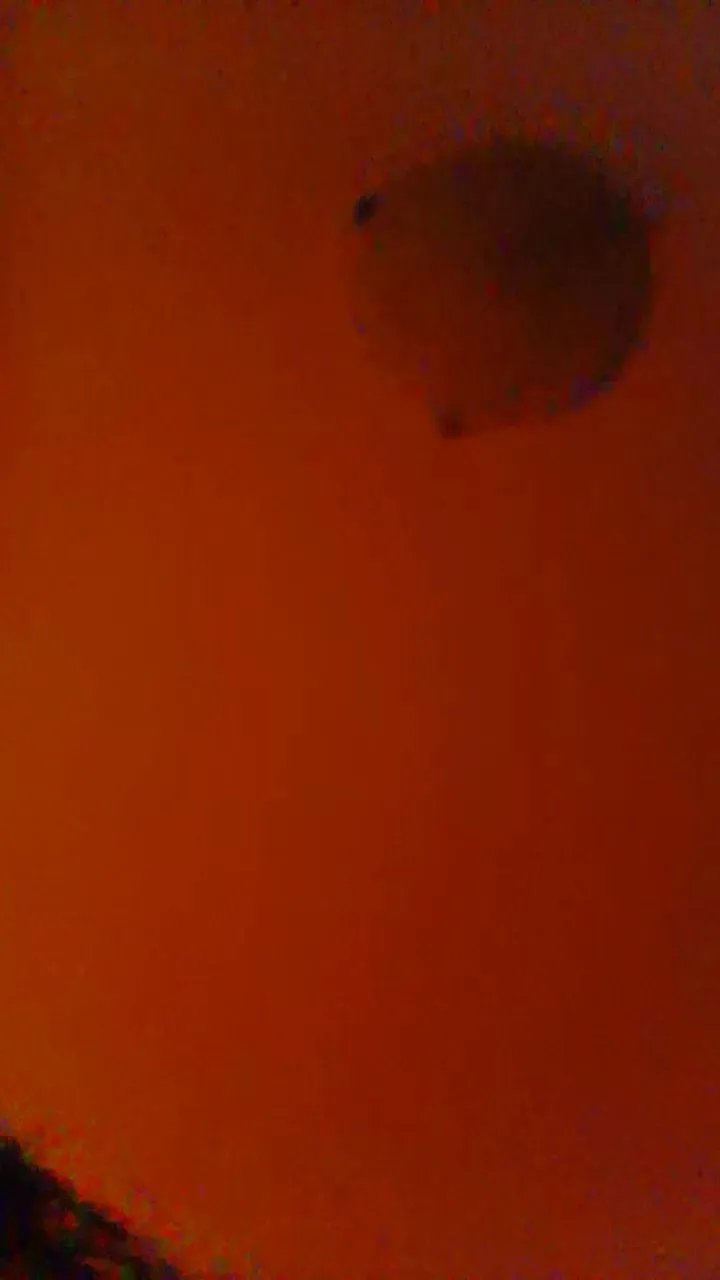 Dark_Angel_22 from Cam4