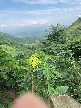 Nhinhi-sexy from StripChat